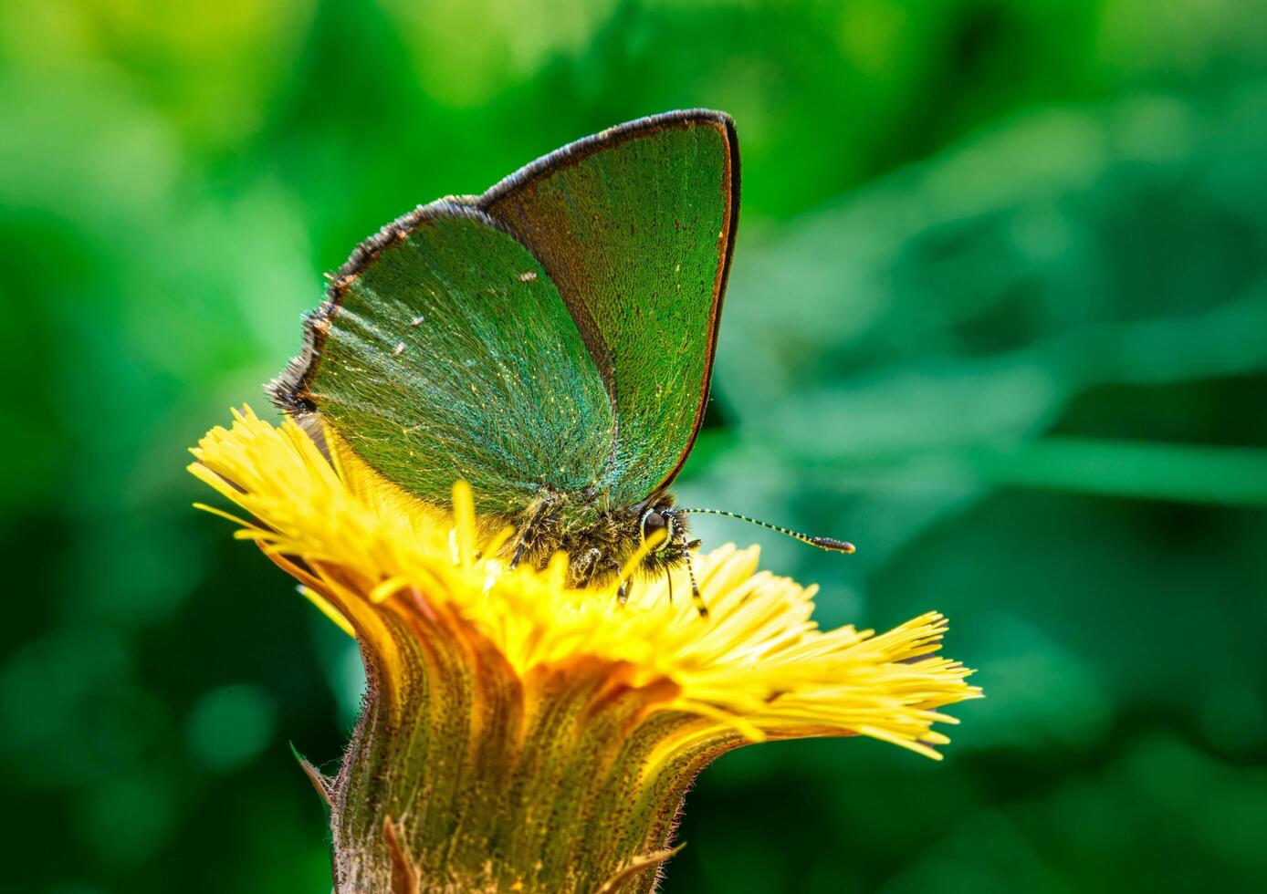 A distinct and captivating beauty of nature and wildlife photo