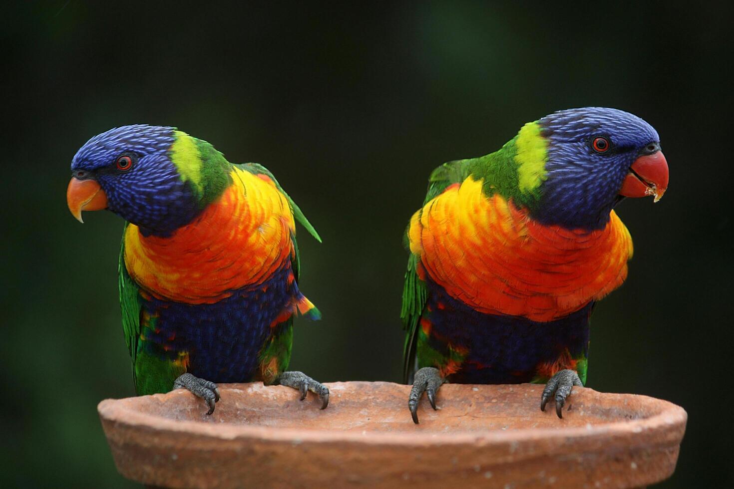 The Wild Skies Birds of Untamed Lands photo
