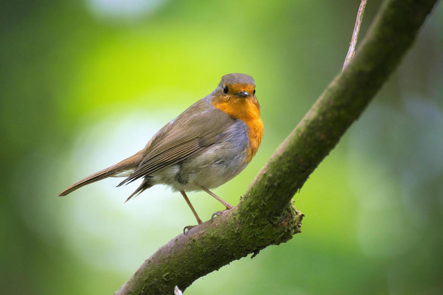 The Wild Skies Birds of Untamed Lands photo