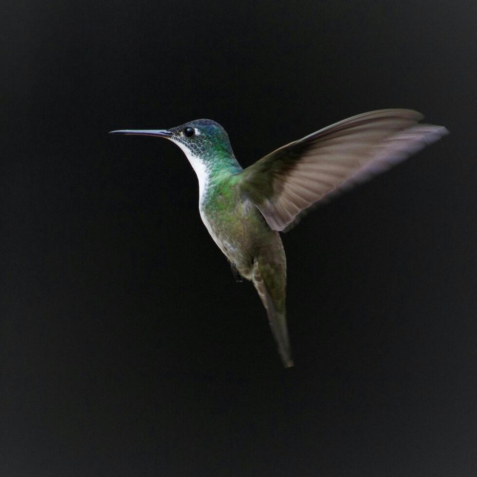 A Journey Through Avian Life Bird photo
