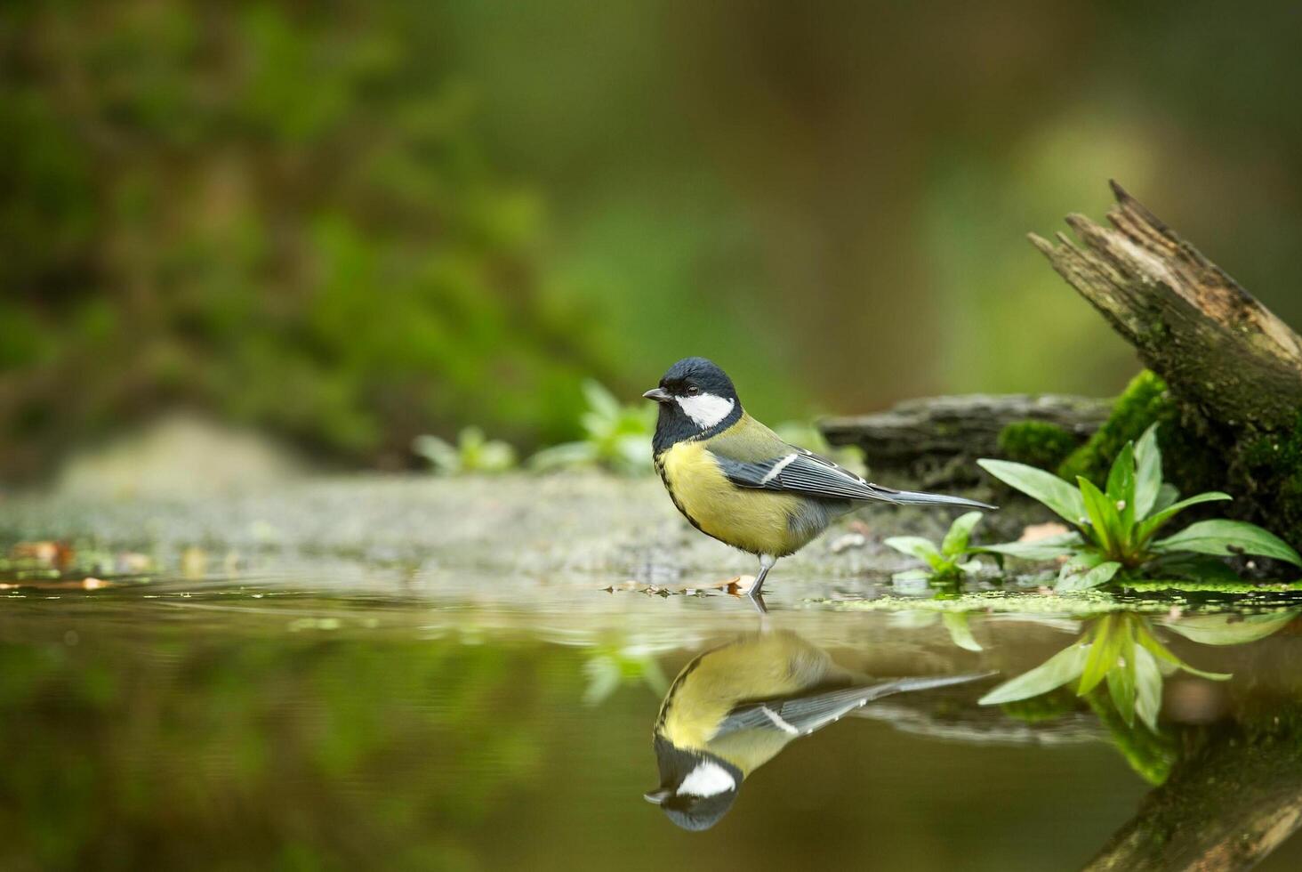 A Journey Through Avian Life Bird photo