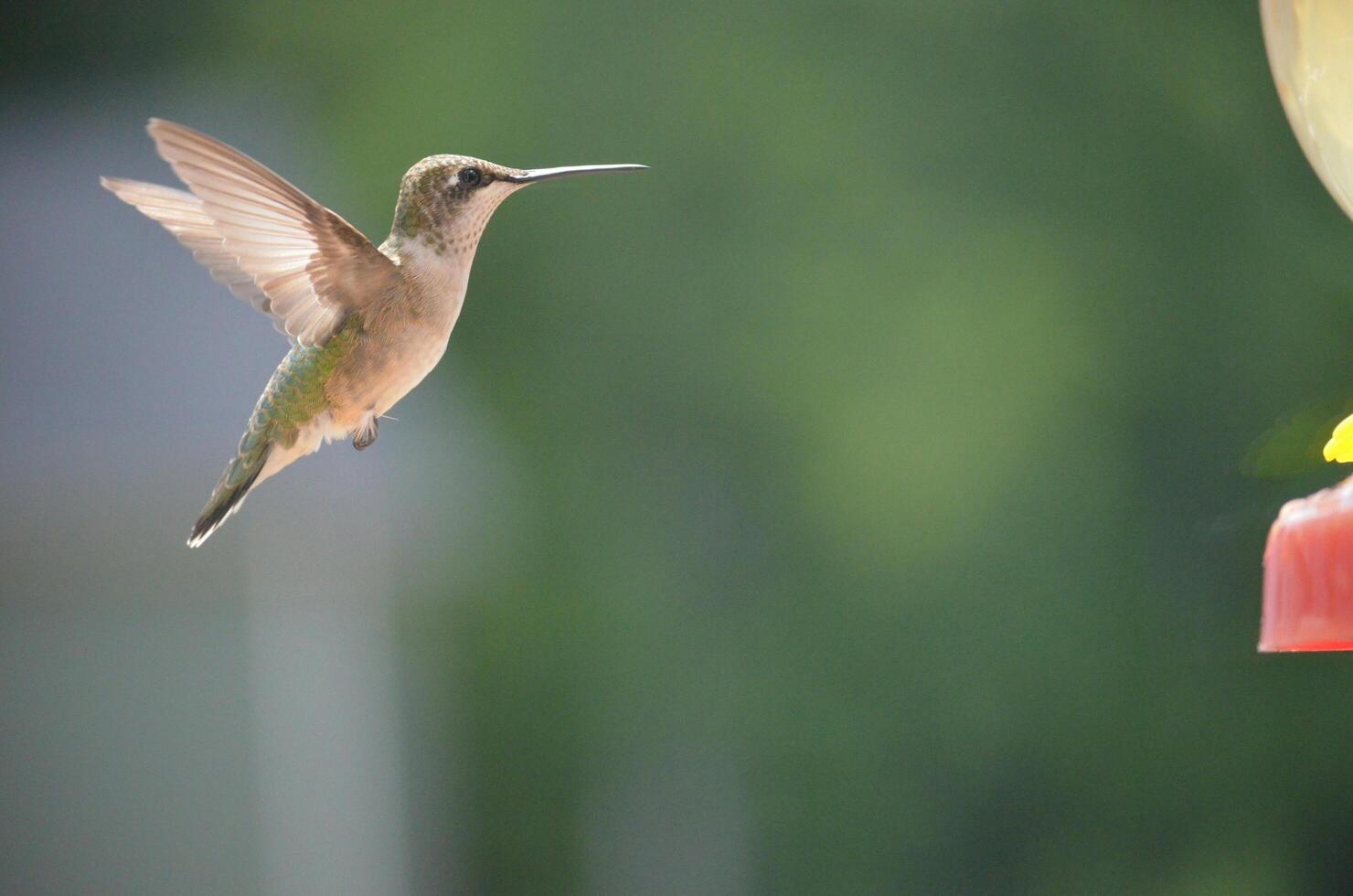 The Wild Skies Birds of Untamed Lands photo