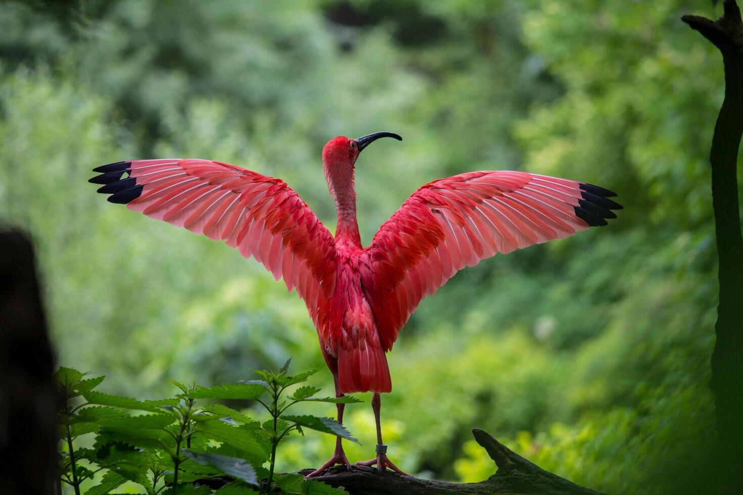 The Wild Skies Birds of Untamed Lands photo