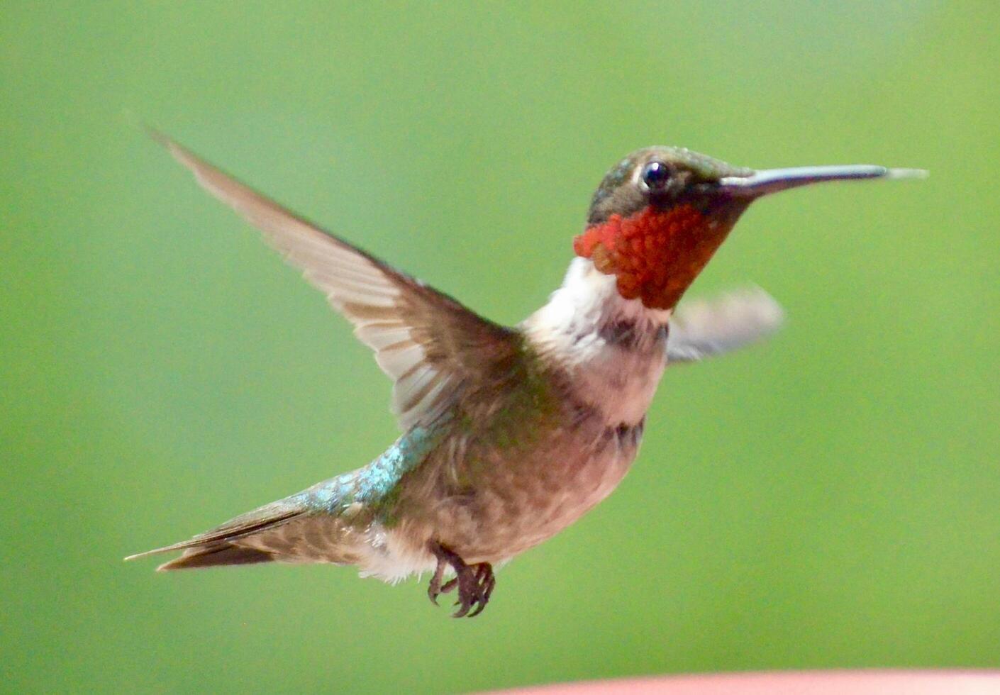 The Wild Skies Birds of Untamed Lands photo