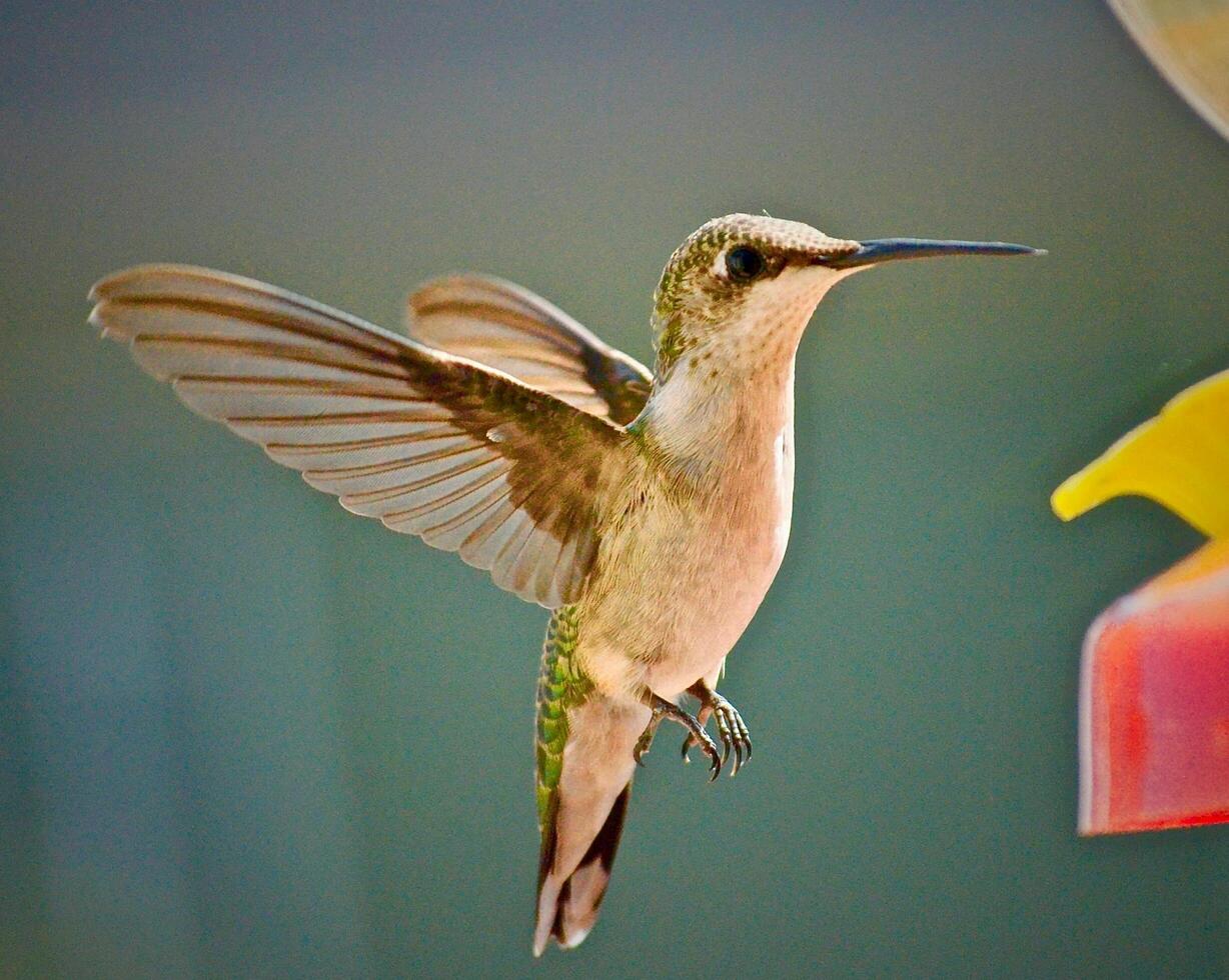 The Wild Skies Birds of Untamed Lands photo