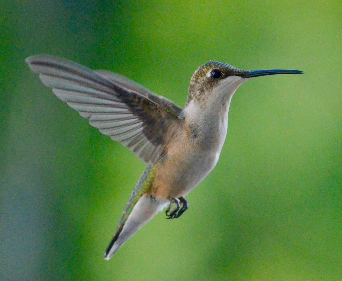 The Wild Skies Birds of Untamed Lands photo