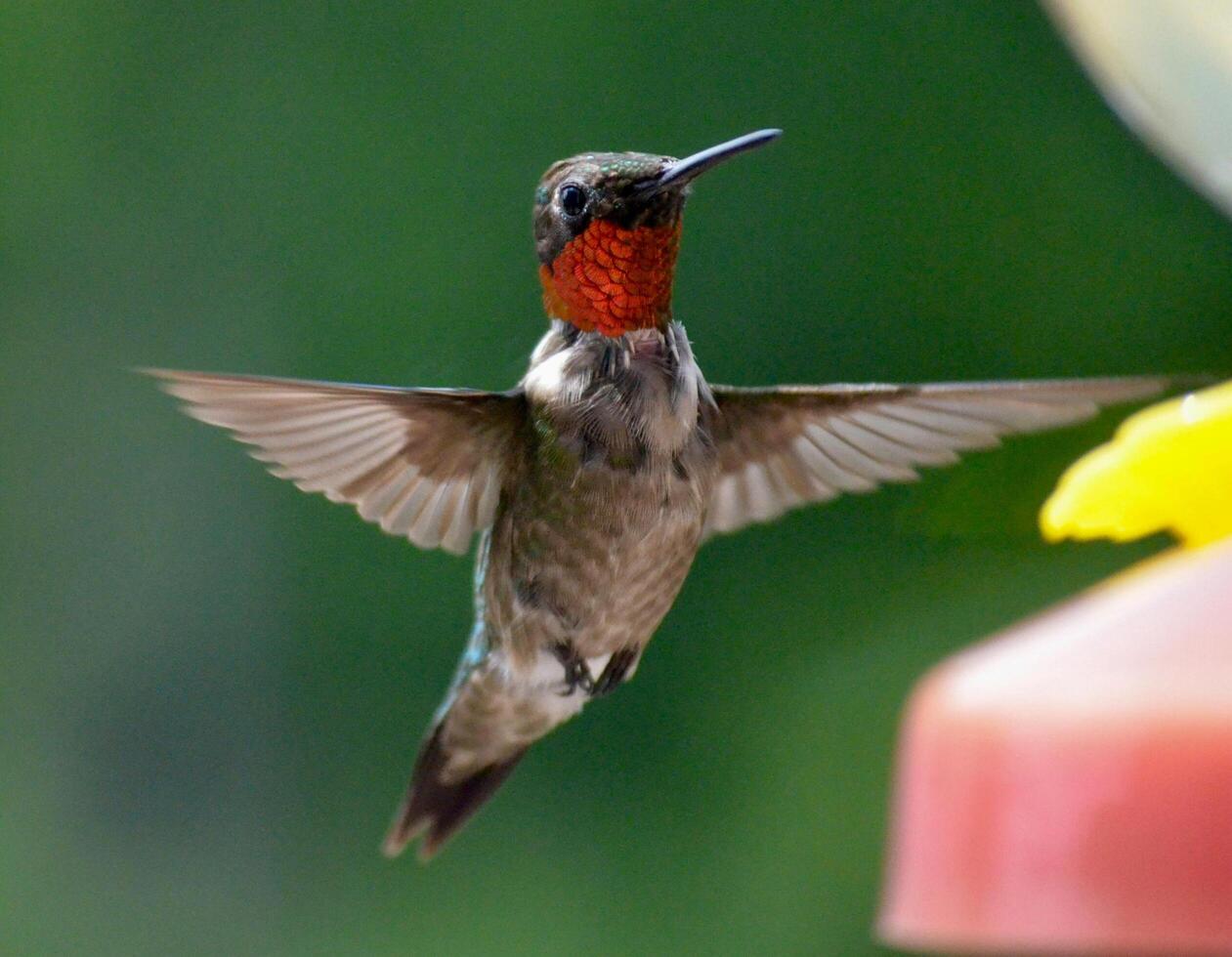 The Wild Skies Birds of Untamed Lands photo