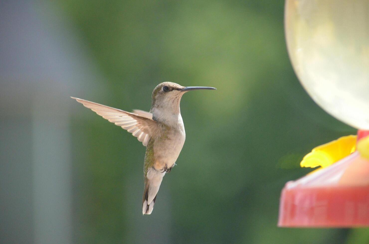 The Wild Skies Birds of Untamed Lands photo