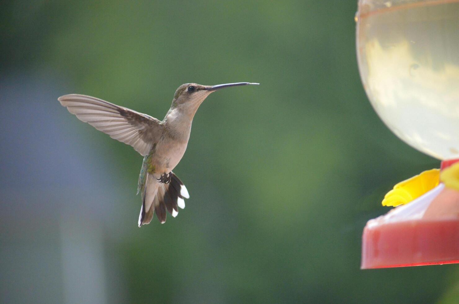 The Wild Skies Birds of Untamed Lands photo