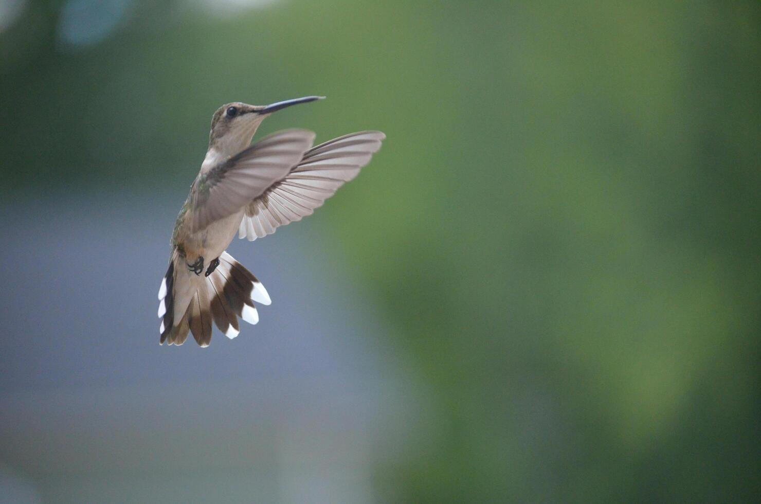 The Wild Skies Birds of Untamed Lands photo