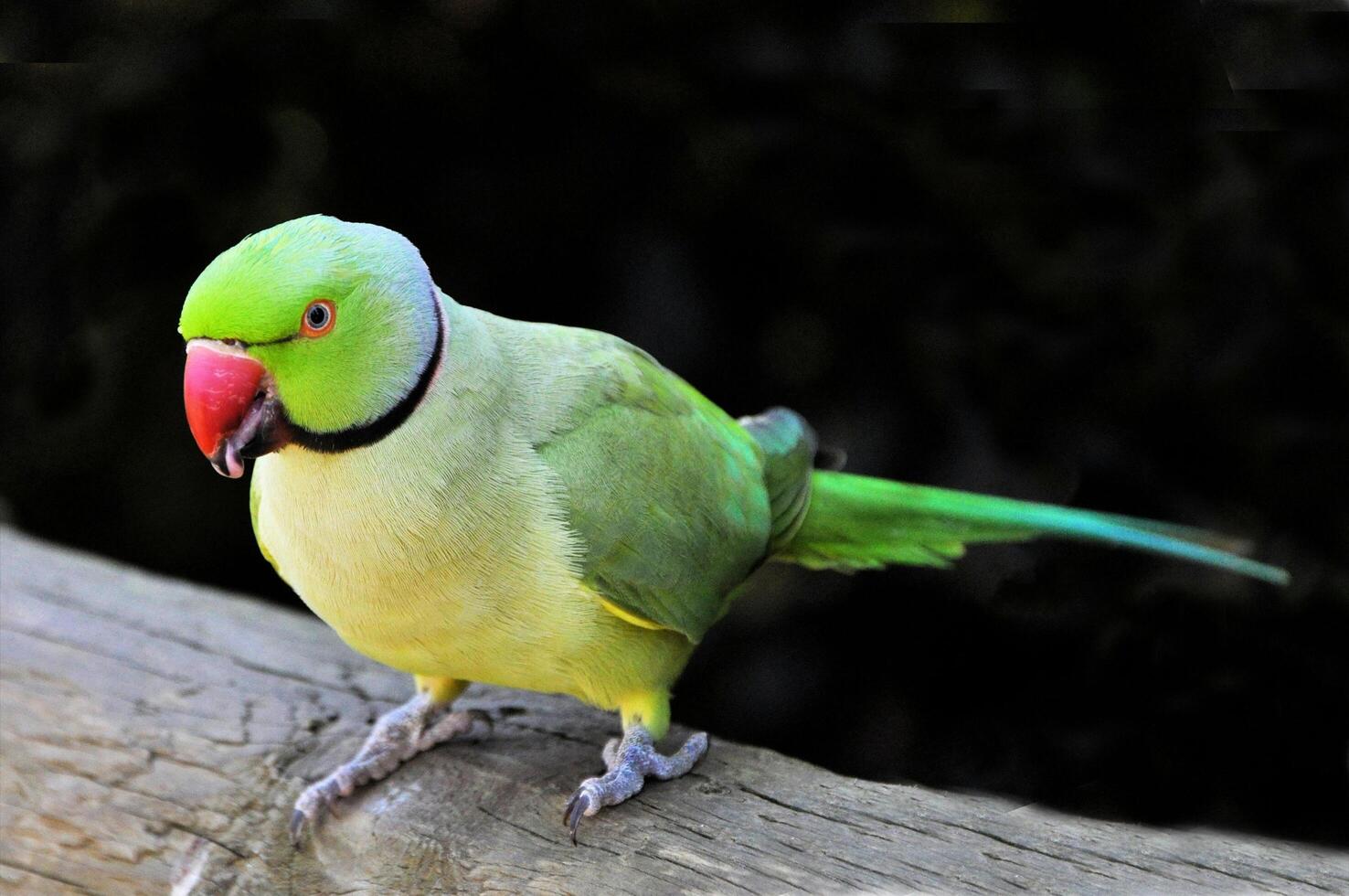 The Wild Skies Birds of Untamed Lands photo