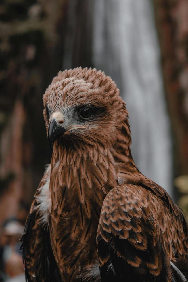 The Wild Skies Birds of Untamed Lands photo