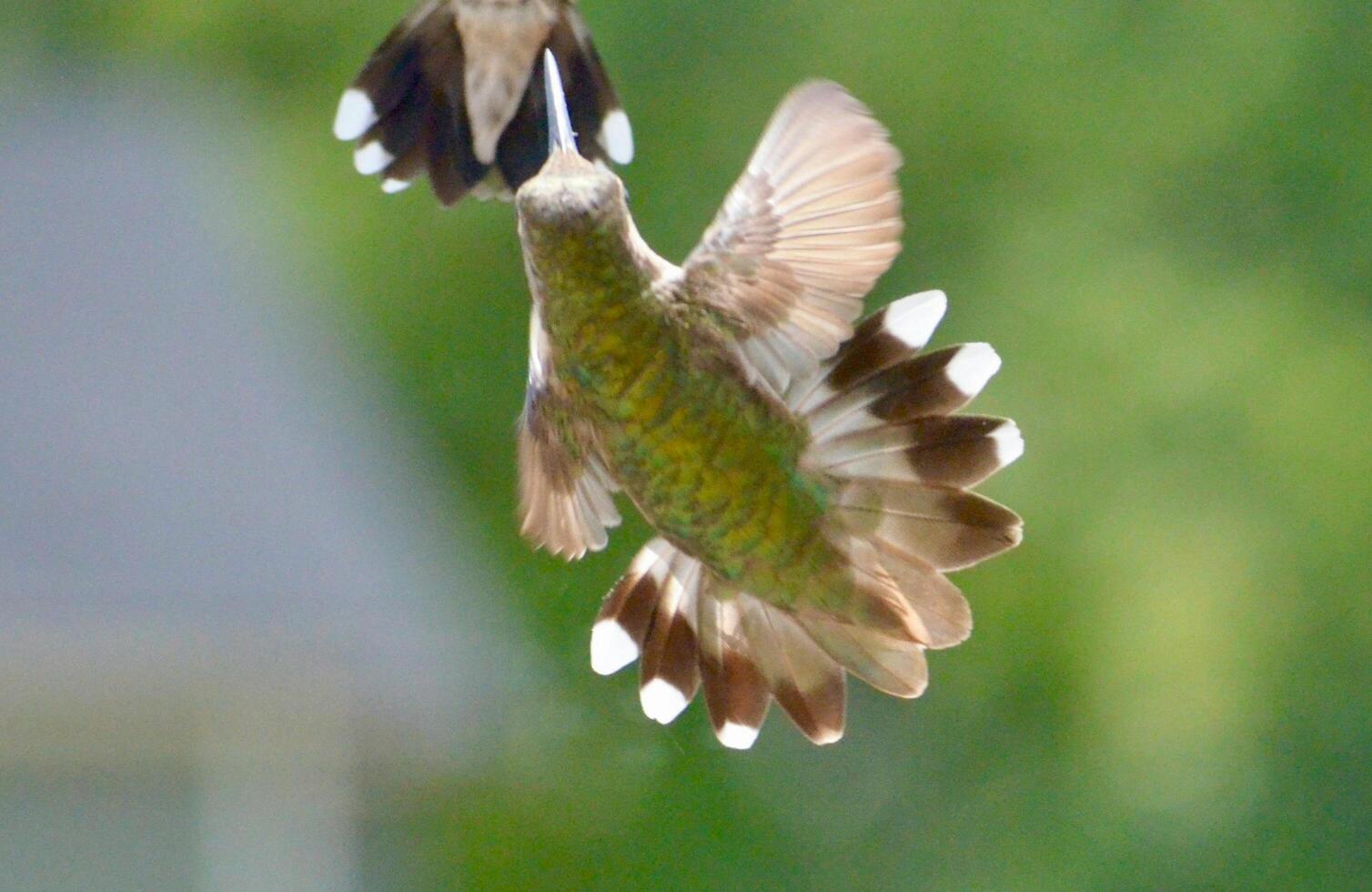 The Wild Skies Birds of Untamed Lands photo