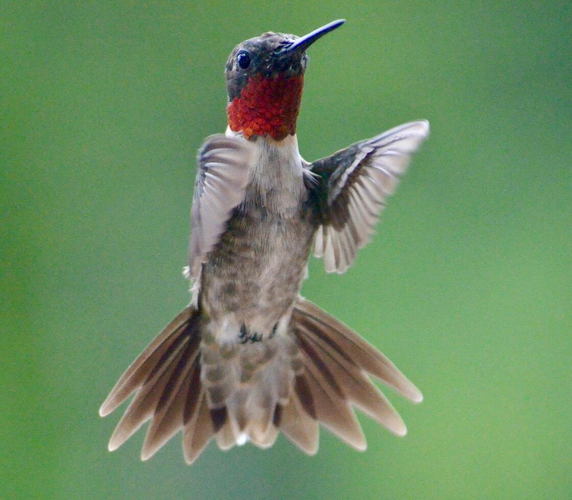 The Wild Skies Birds of Untamed Lands photo