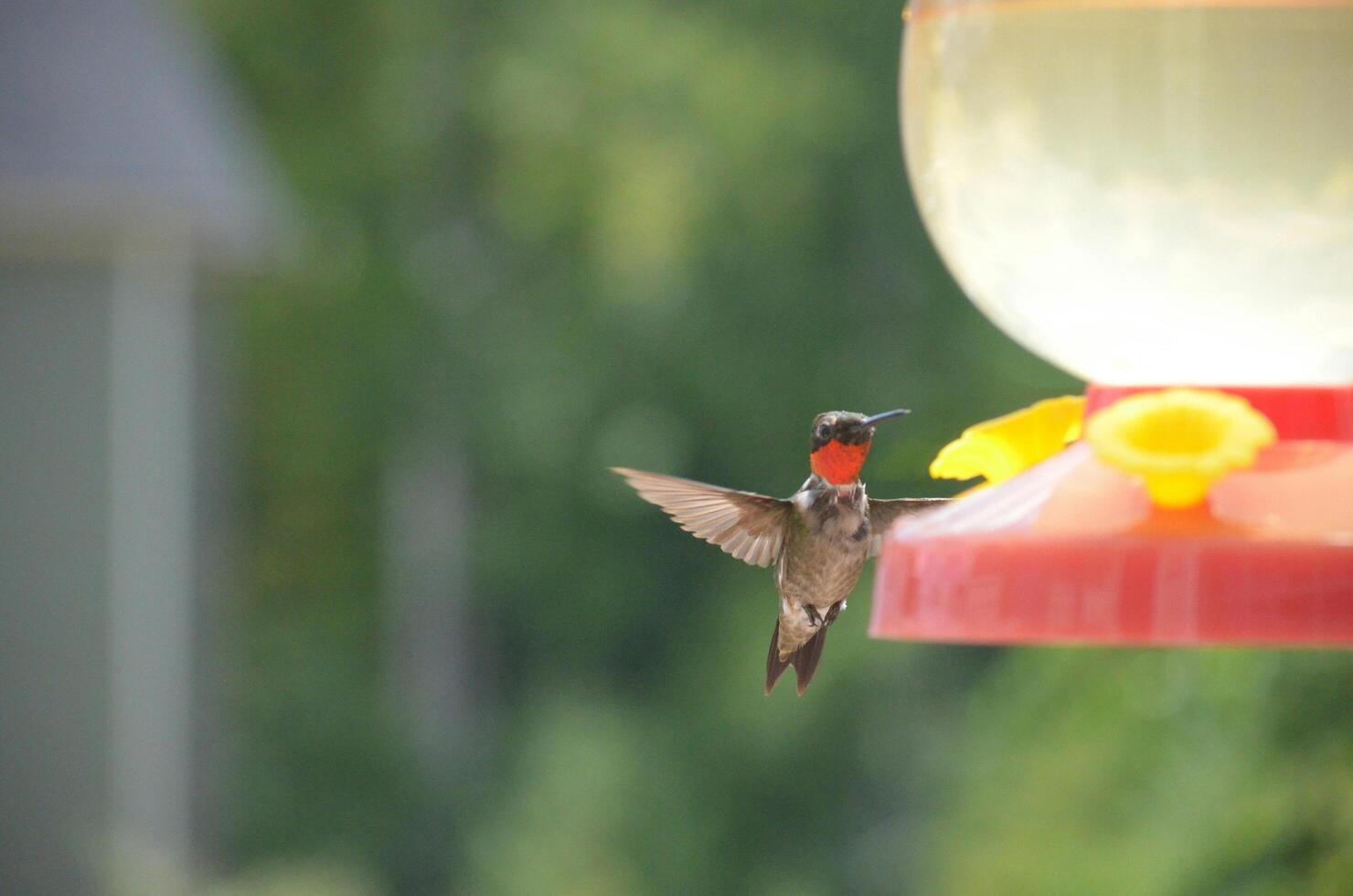 The Wild Skies Birds of Untamed Lands photo