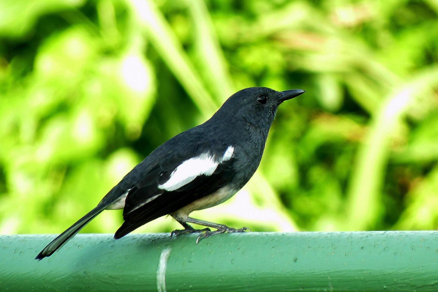 The Wild Skies Birds of Untamed Lands photo