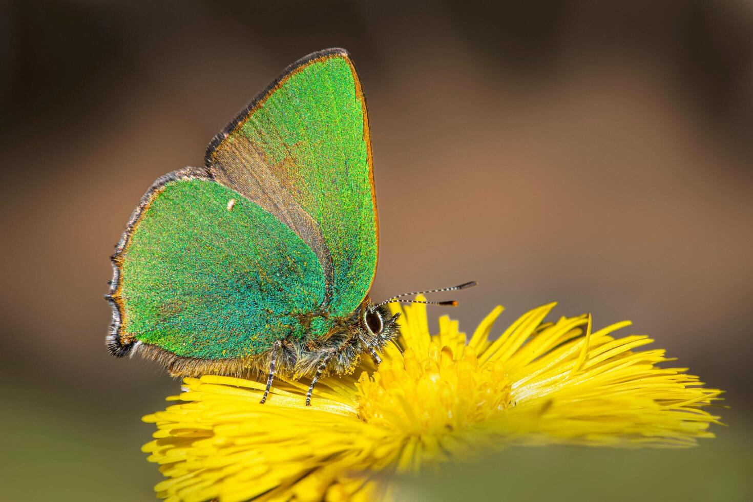 A unique beauty of nature and wildlife photo
