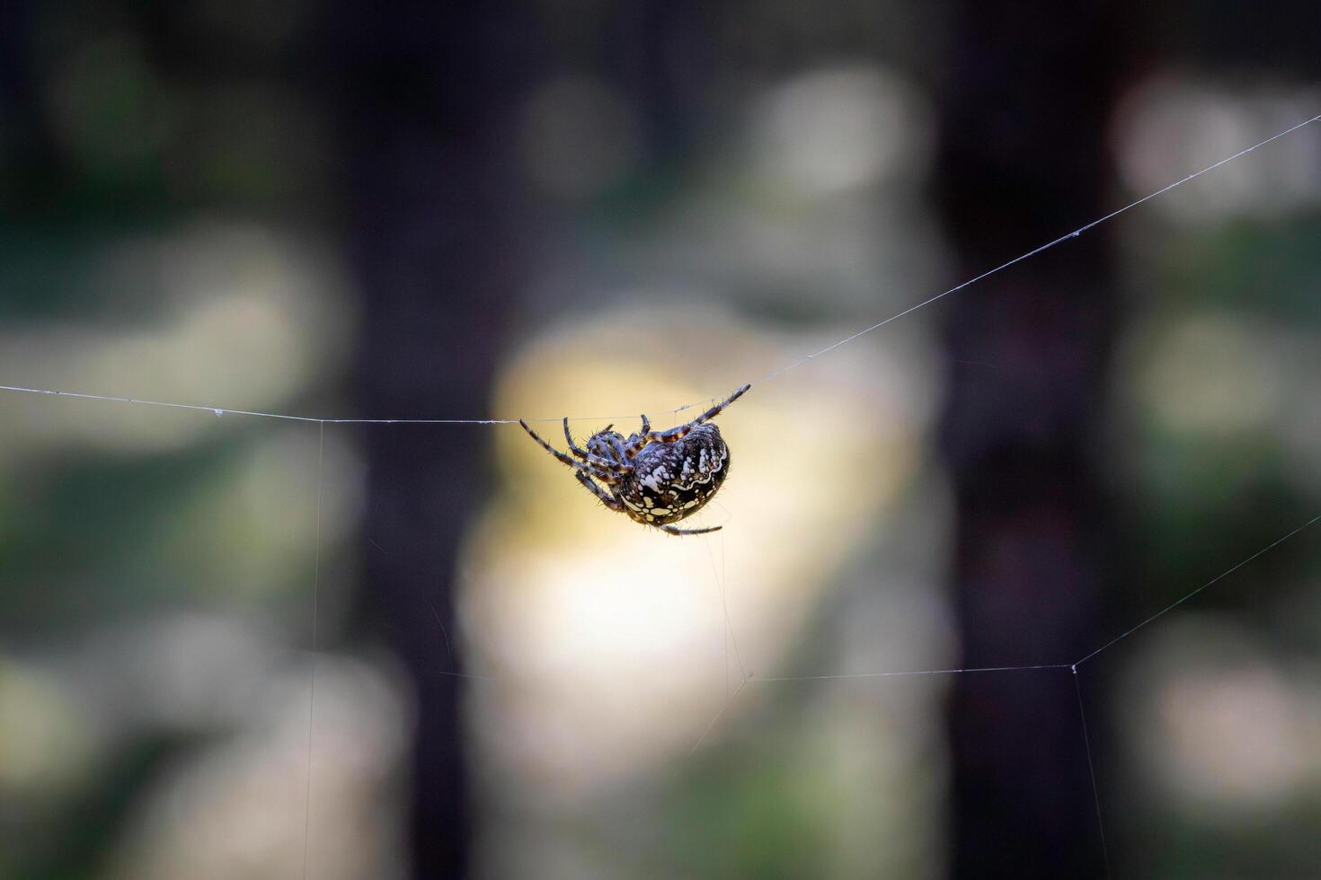 A unique beauty of nature and wildlife photo