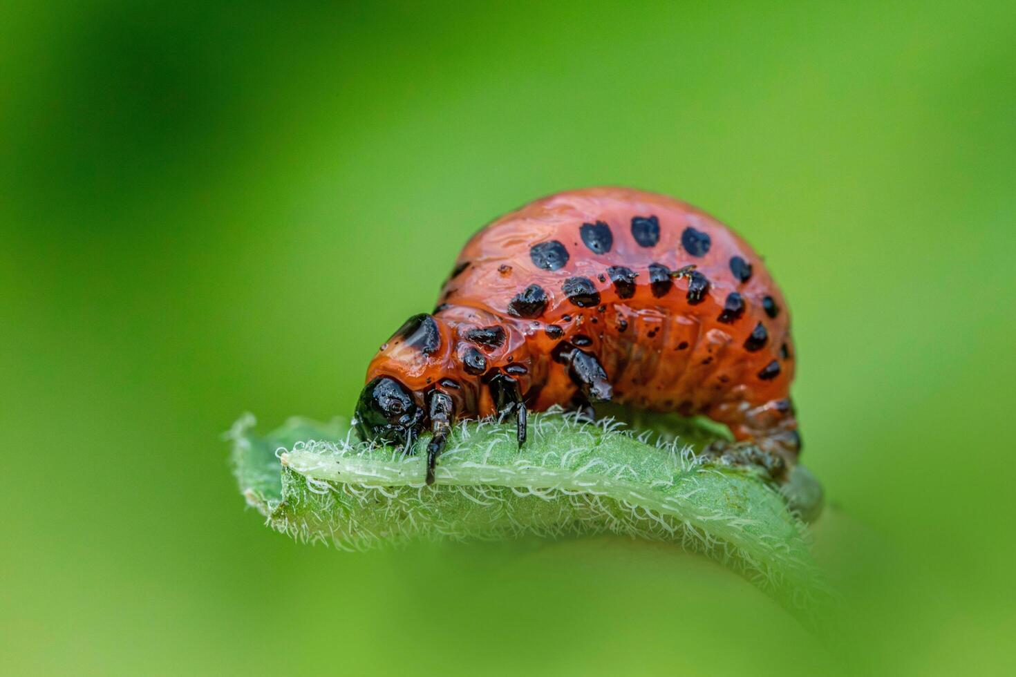 A unique beauty of nature and wildlife photo