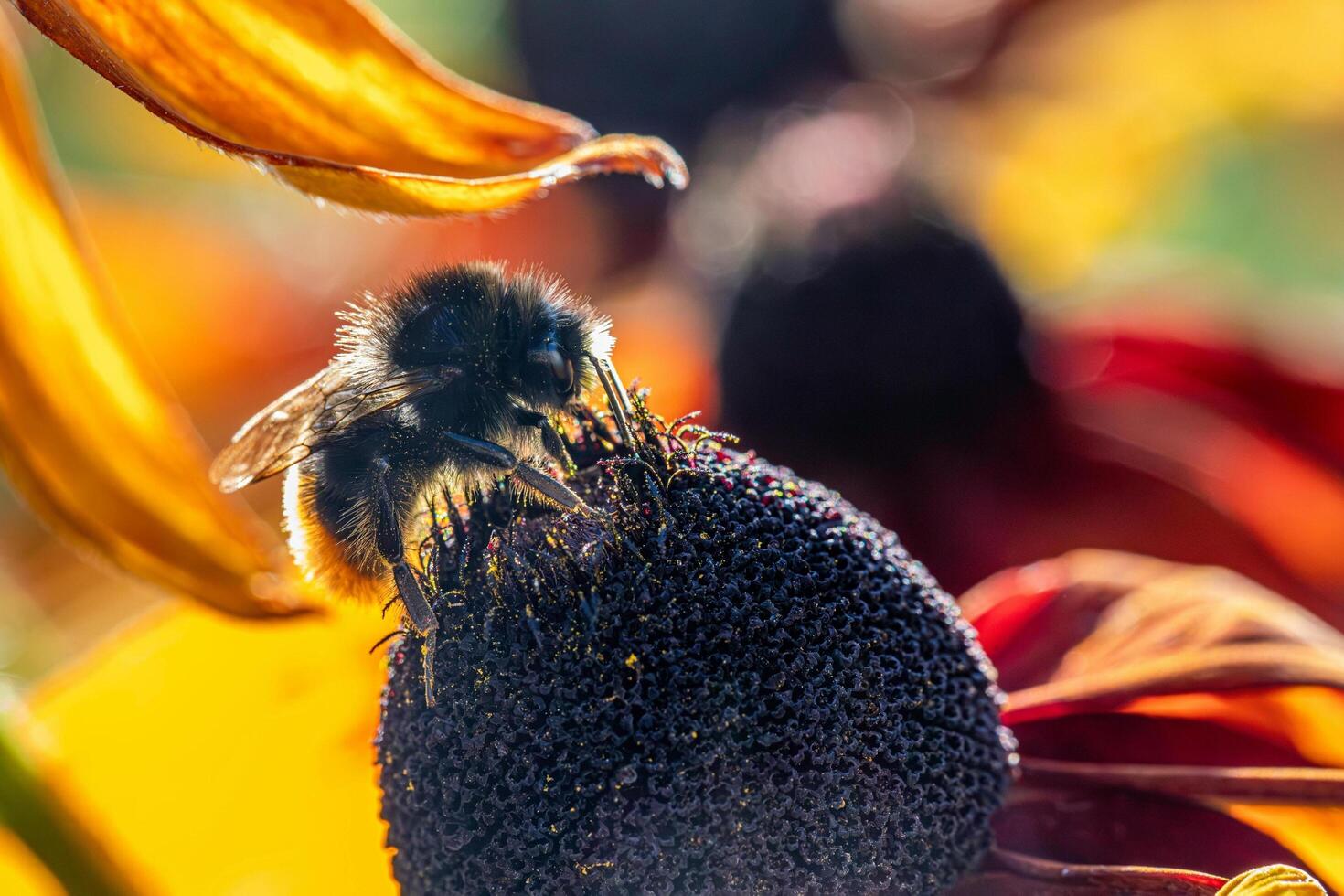 A unique beauty of nature and wildlife photo