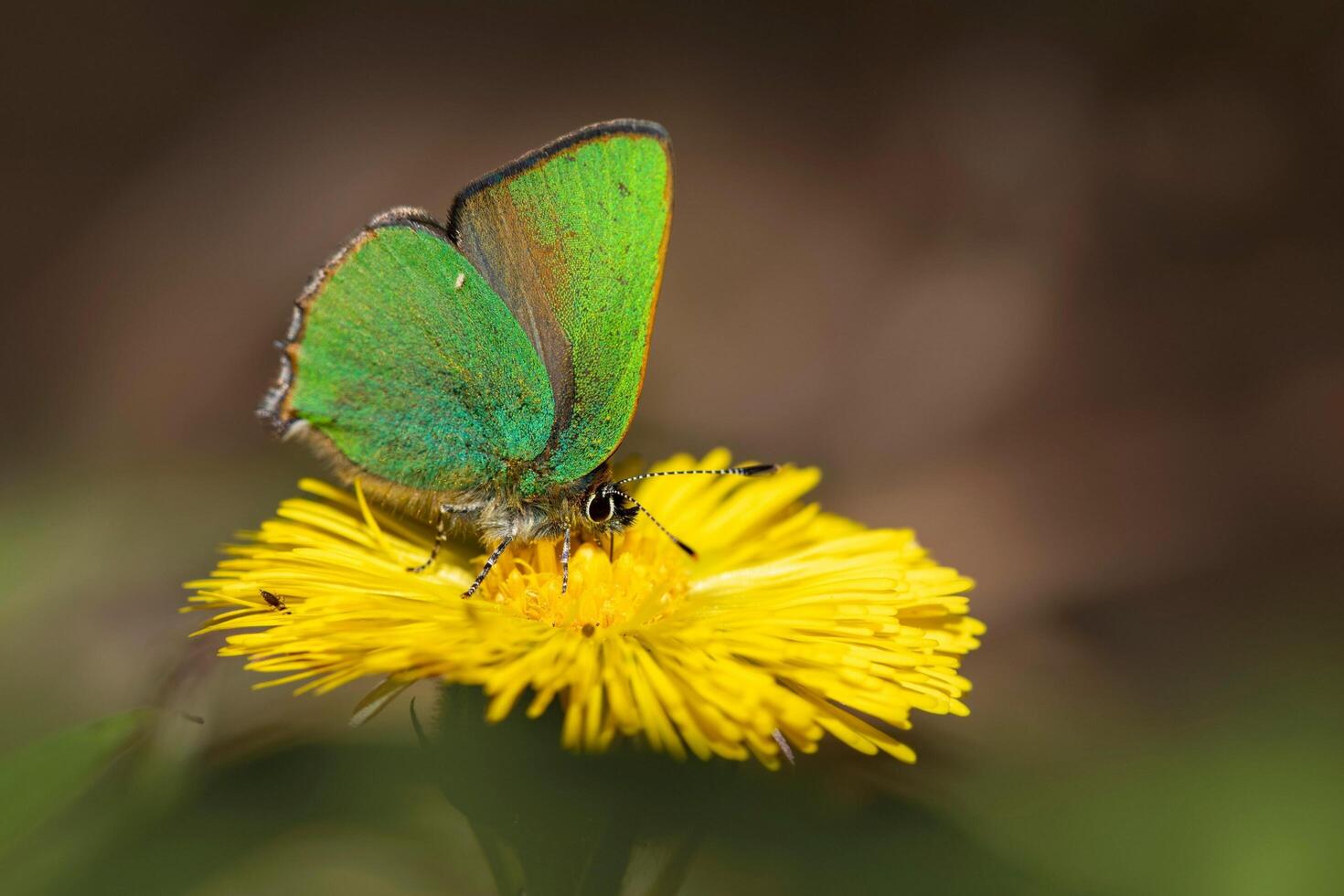 A unique beauty of nature and wildlife photo