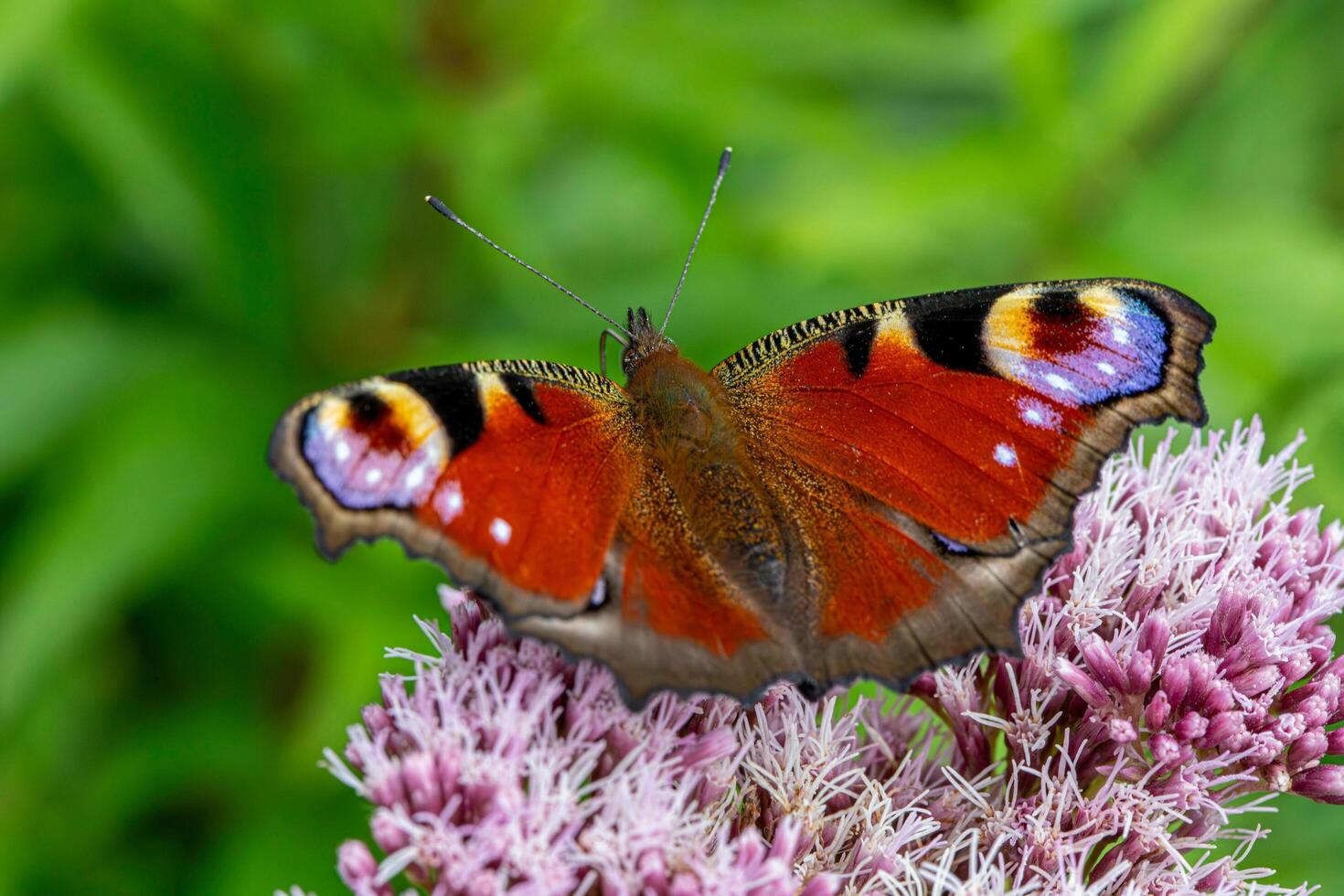 A unique beauty of nature and wildlife photo