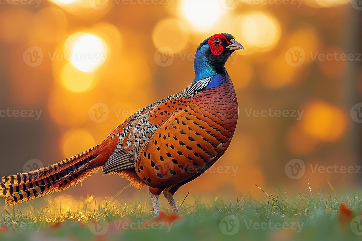 A full body Common pheasant looking on grass in beautiful background photo