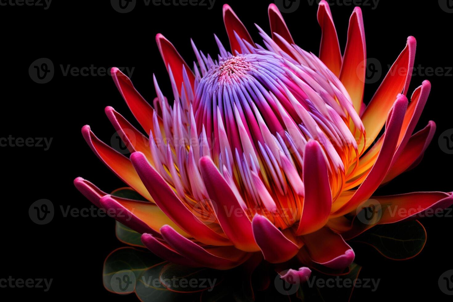 Beautiful protea flower african protea abstract with copyspace photo