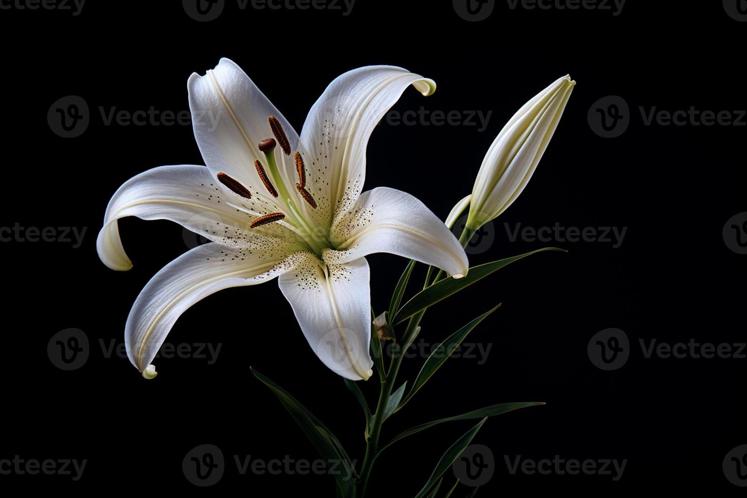 beautiful lily flower on a black background with empty space photo
