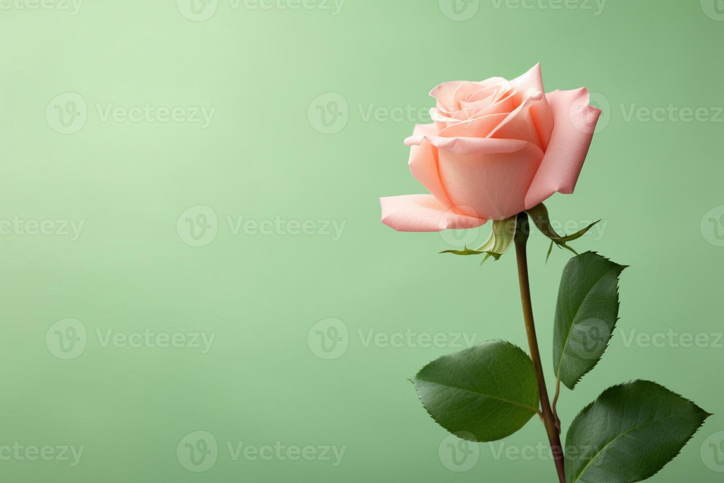 single pink rose with leaves on green background photo