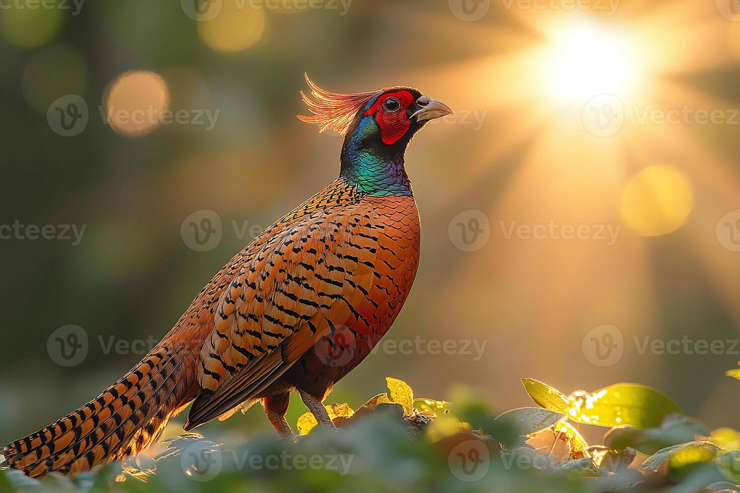 A full body Golden pheasant standing majestically in beautiful background photo