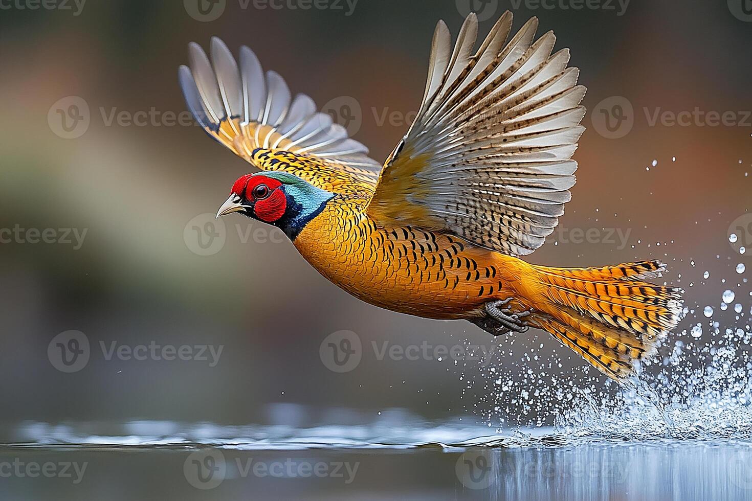 A golden pheasant in flight catching fish beautiful background photo