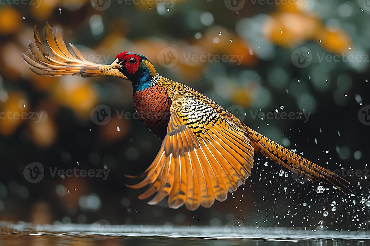 A full body A golden pheasant in flight catching fish on beautiful background photo