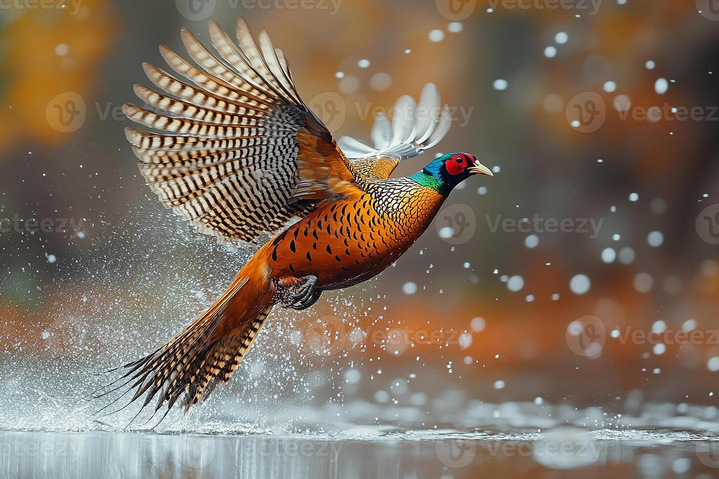 full body A golden pheasant in flight catching fish beautiful background photo