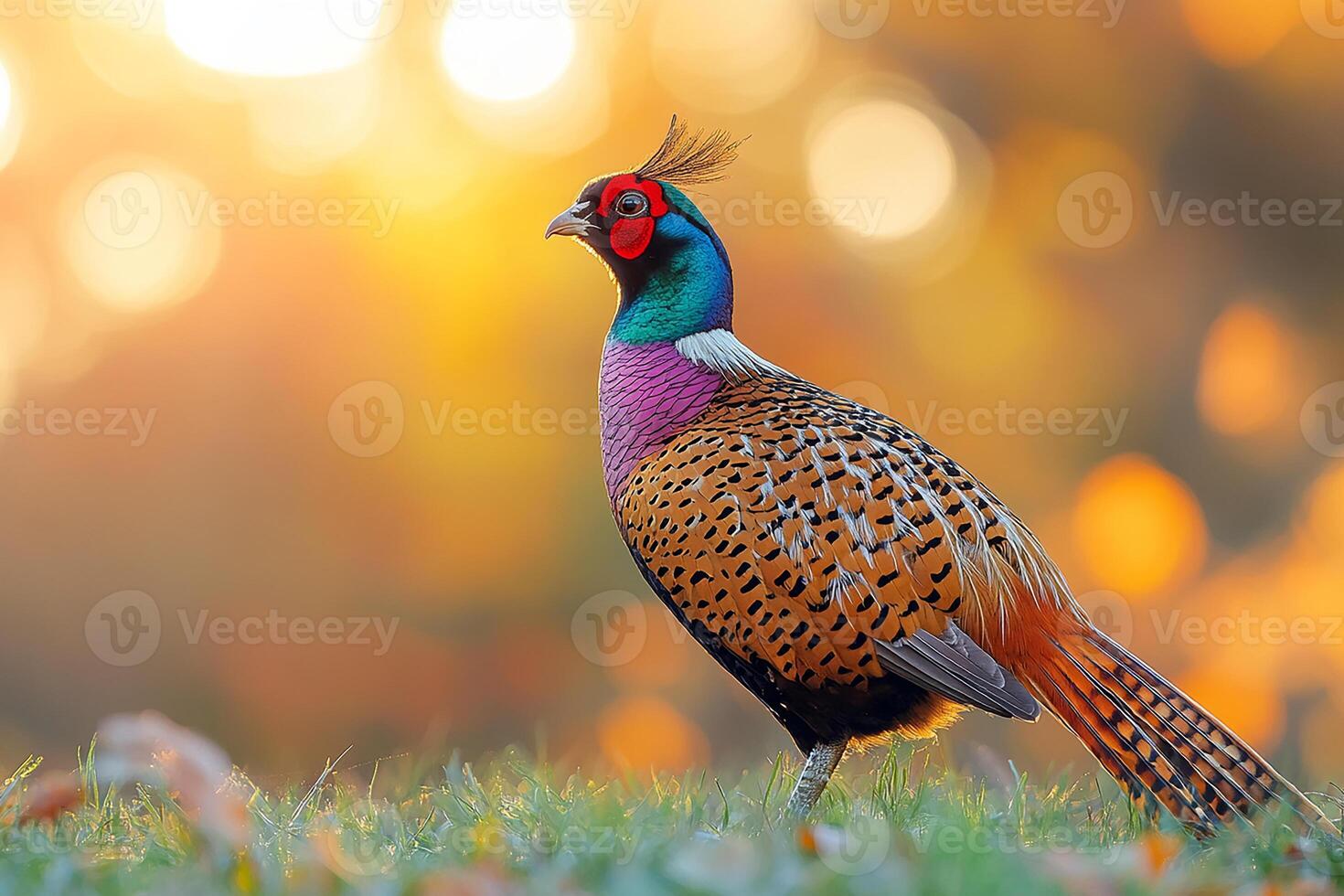 A full body Common pheasant looking on grass in evening beautiful background photo
