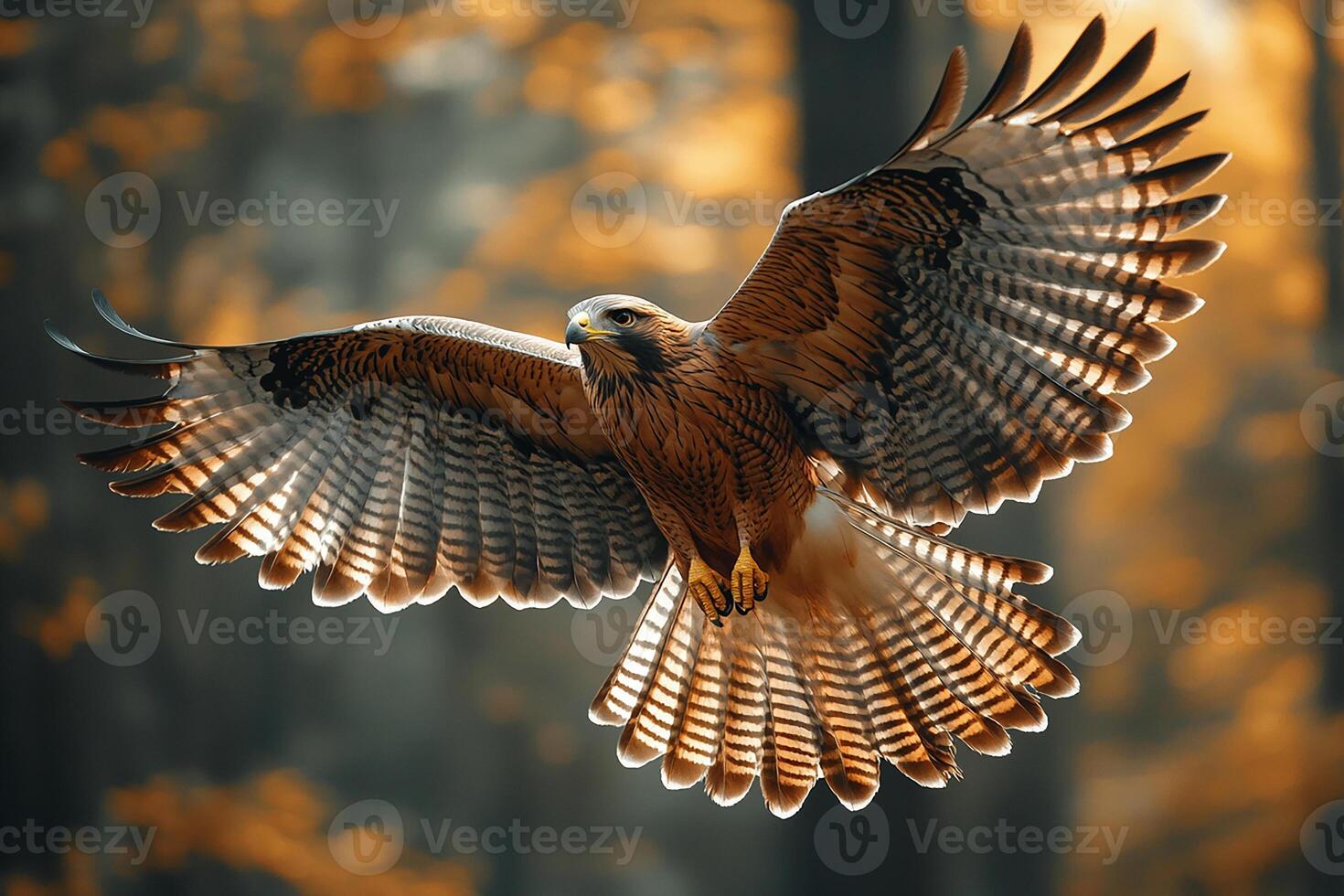 A Beautiful hawk flying in nature photo