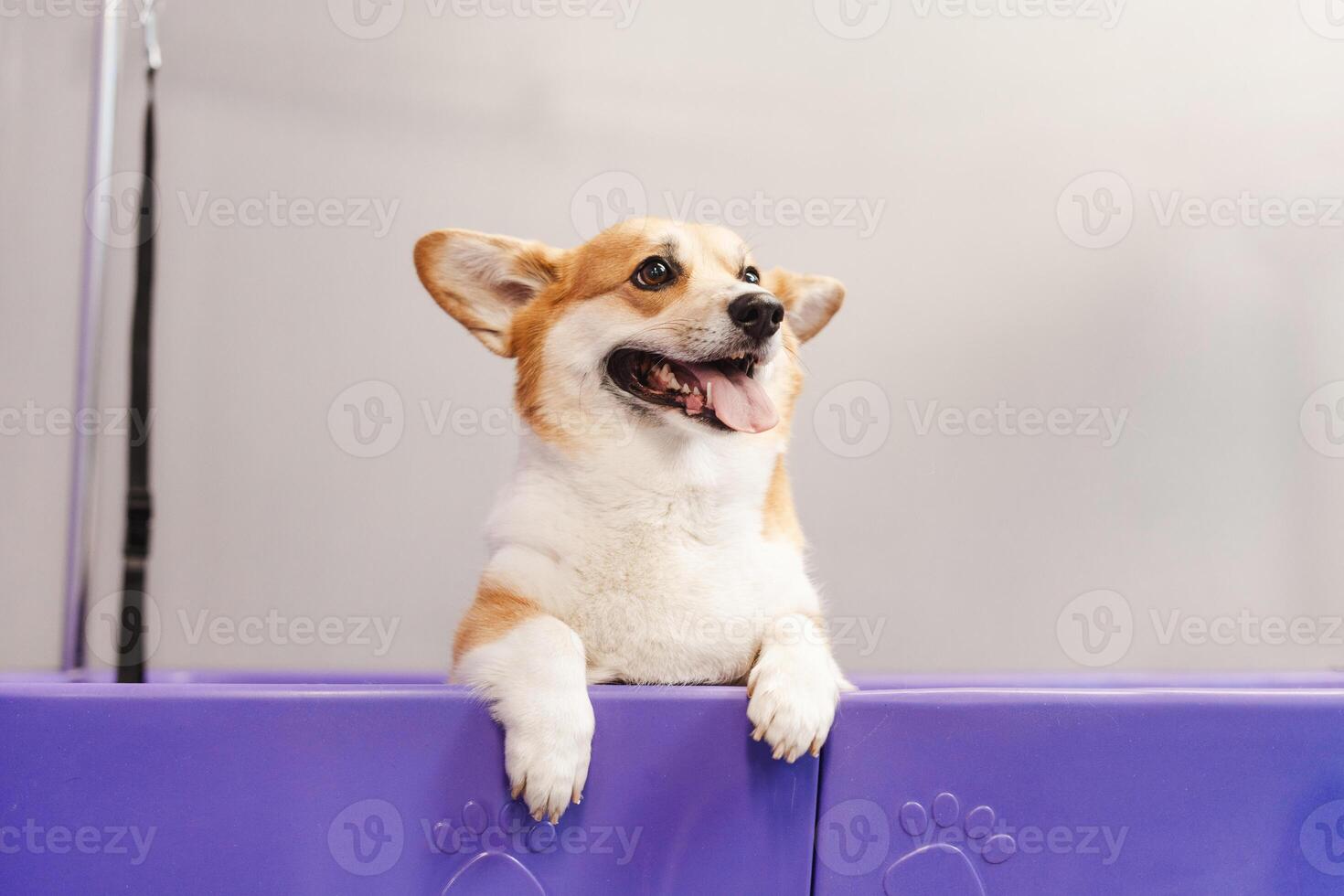 Funny corgi dog sitting at the violet bath at grooming salon interior photo