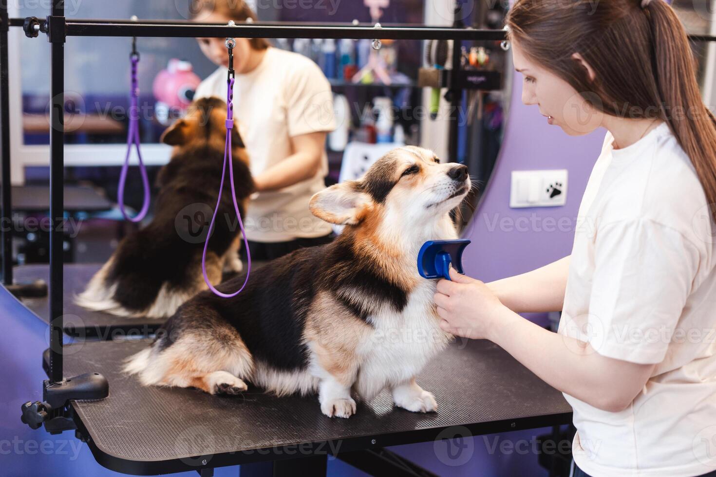 Woman professional trimming corgi dog with brush in grooming salon photo