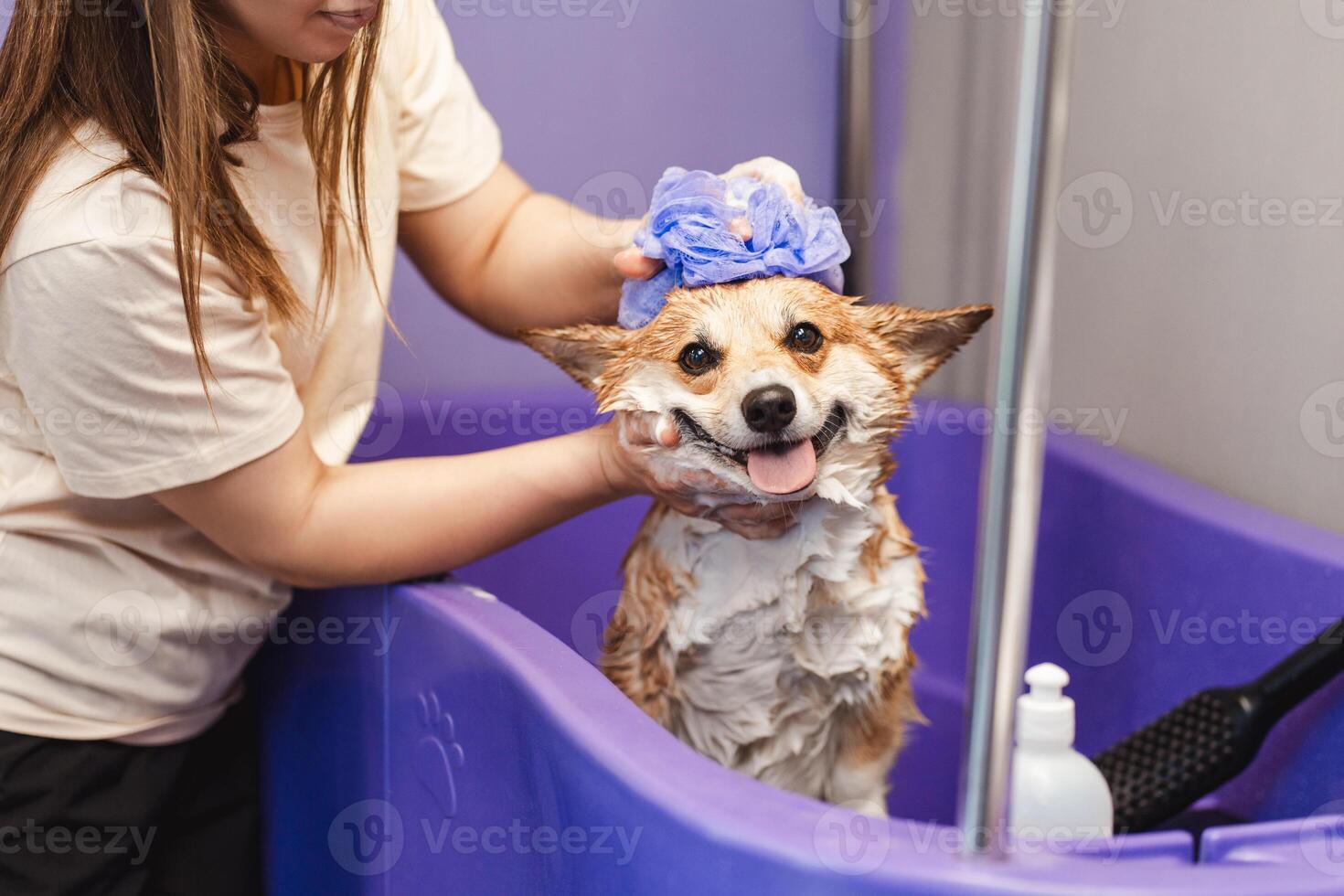 Funny portrait of a welsh corgi pembroke dog showering with shampoo photo