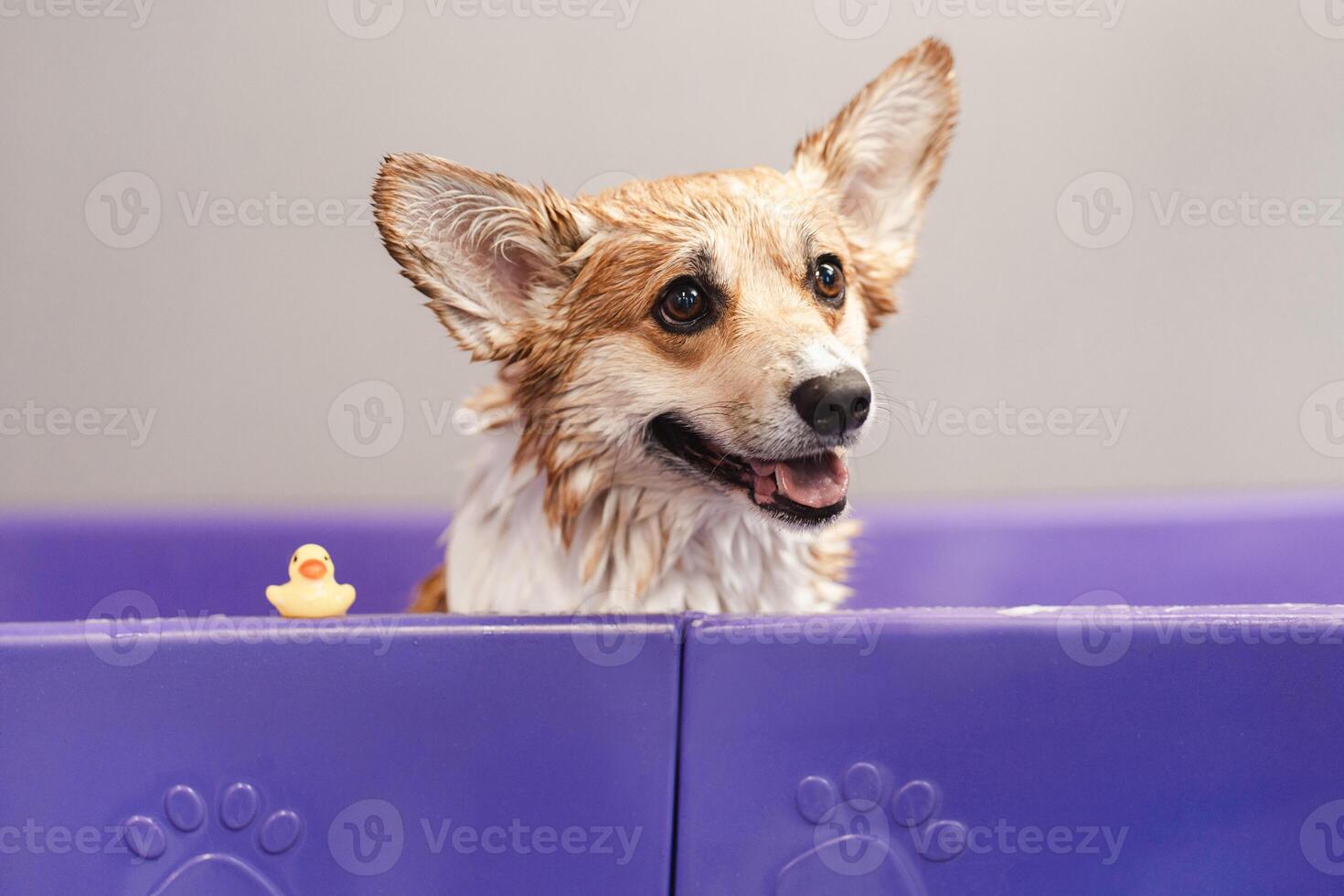 Corgi dog sitting in a bubble bath with yellow rubber duck and soap bubbles in violet tub photo
