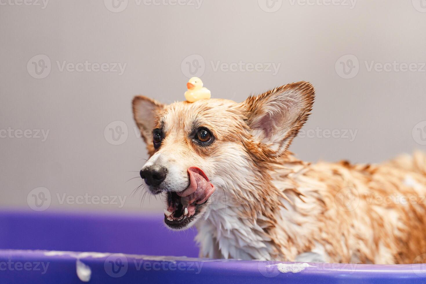 Dog puppy corgi sitting in bathtub with yellow plastic duck on head and looking away photo