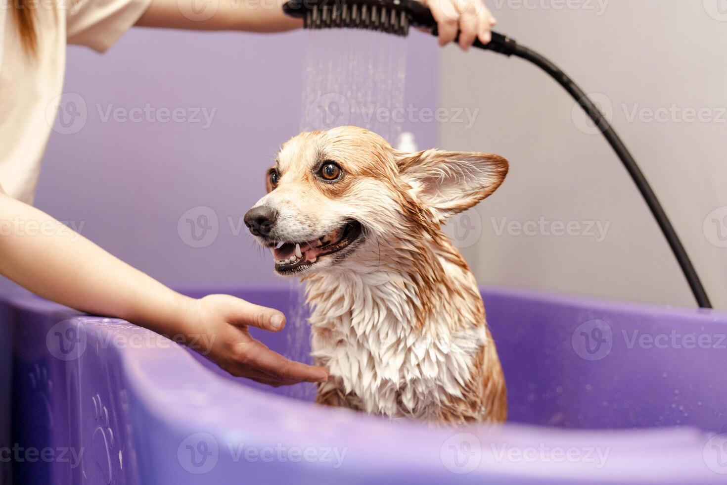 Cropped view of the skilled groomer carefully wash the dog in bath photo