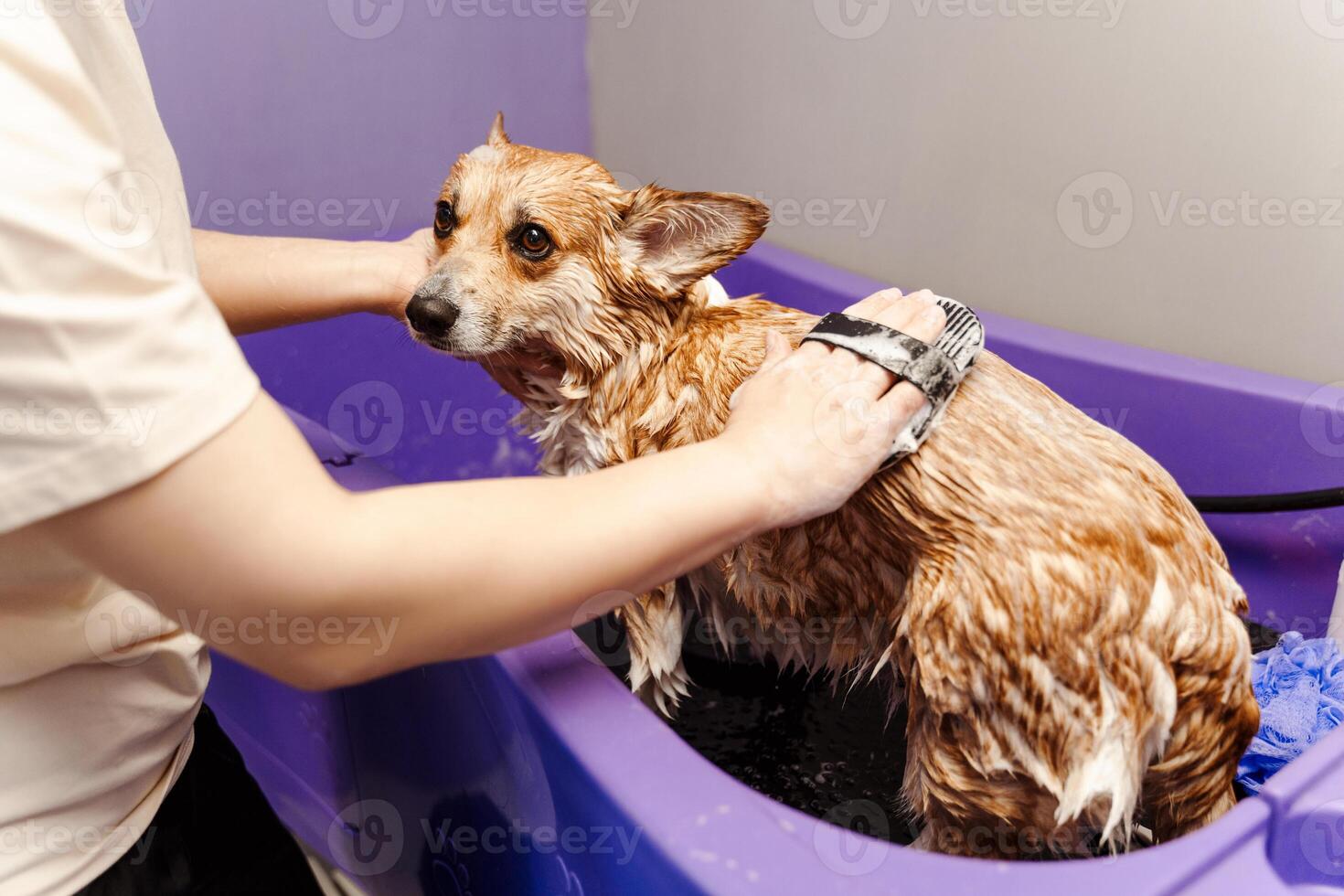 Unrecognizable female washing calm Corgi dog with soap using washcloth in special bath photo