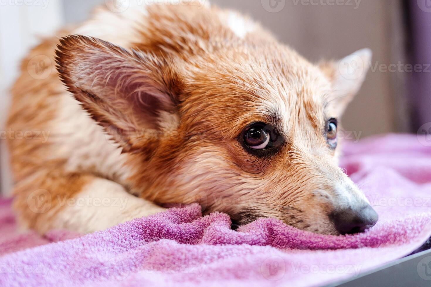 Wet corgi dog leaning at the towel and relaxing after beauty procedures at the veterinary clinic photo