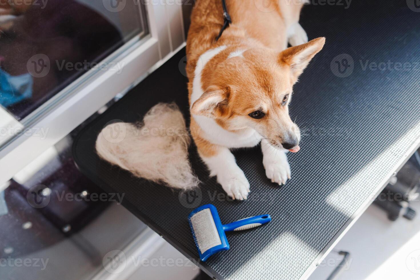 Funny corgi dog lying at the table and resting after grooming near heart shape from his fur photo
