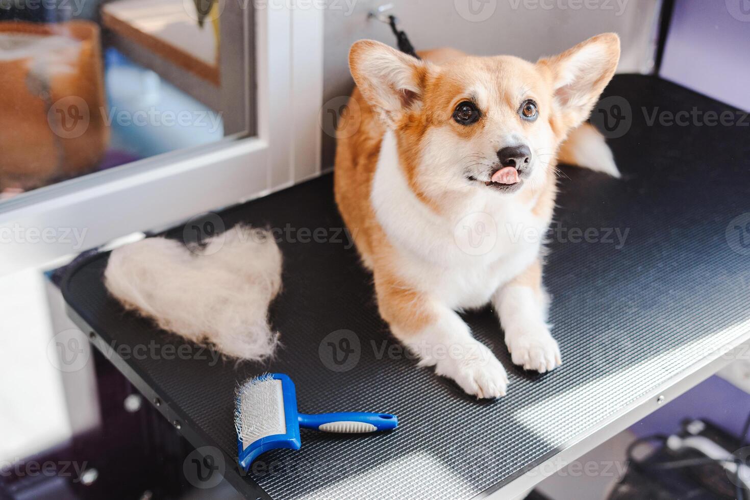 Cute corgi dog lying at the table and posing to the camera near heart shape from his fur photo
