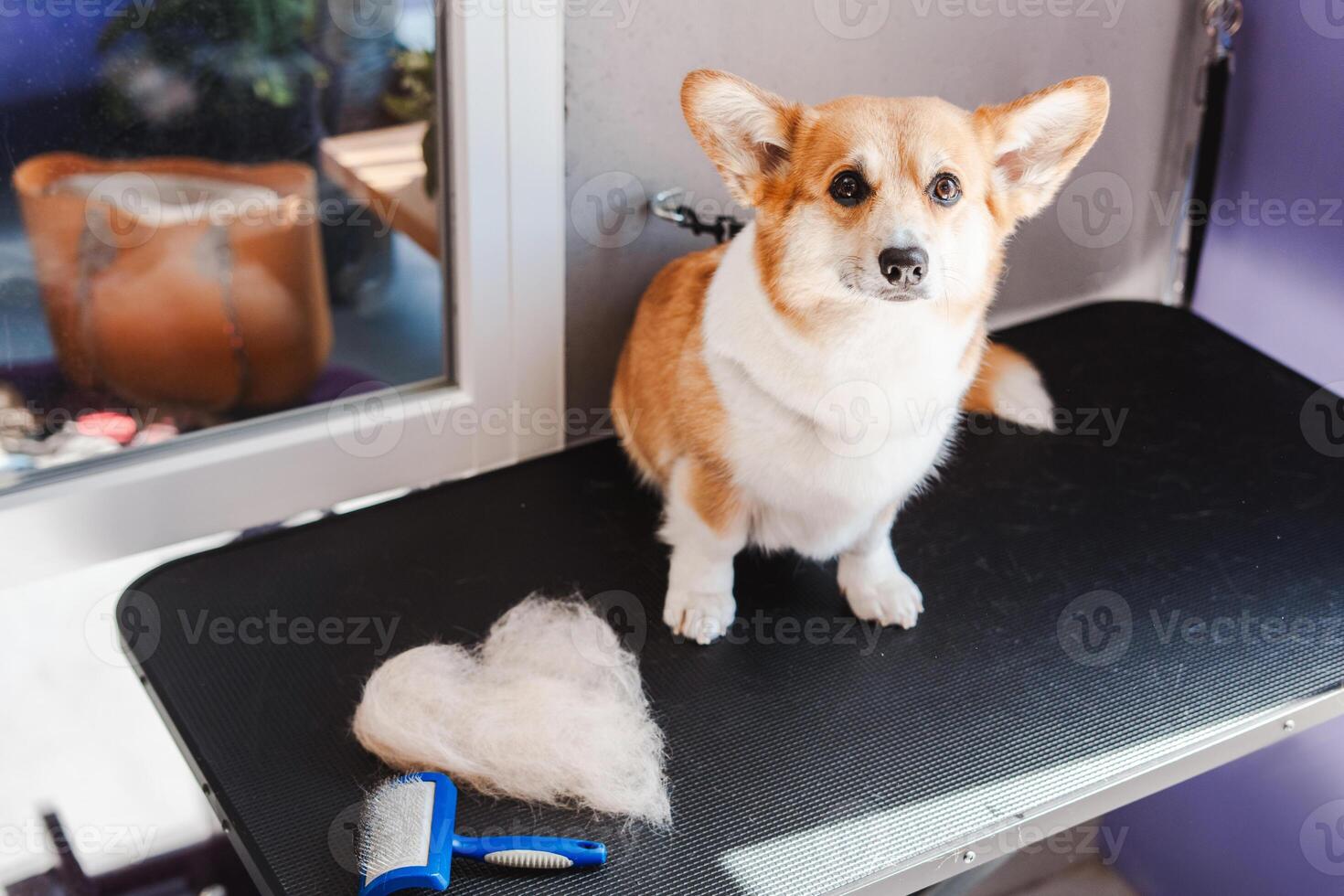 Lovely corgi dog sitting at the table and looking at the camera near heart shape from his fur photo
