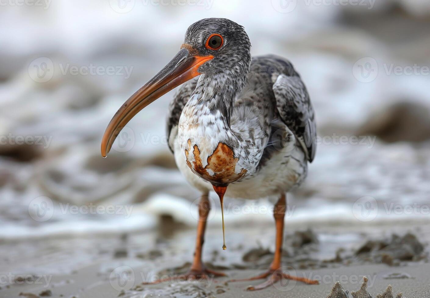 A close up of a seabird affected by oil pollution, standing on a contaminated beach photo
