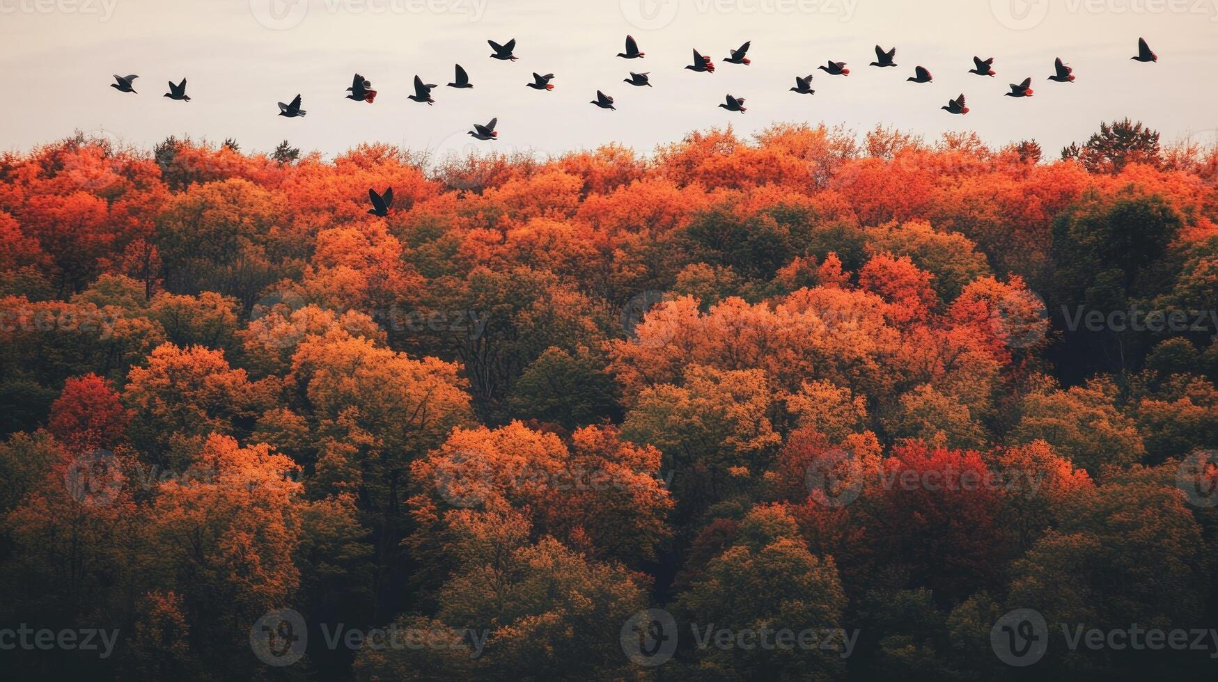 Migrating birds flying low over a forest of autumn-colored trees, with the leaves in shades of orange and red photo