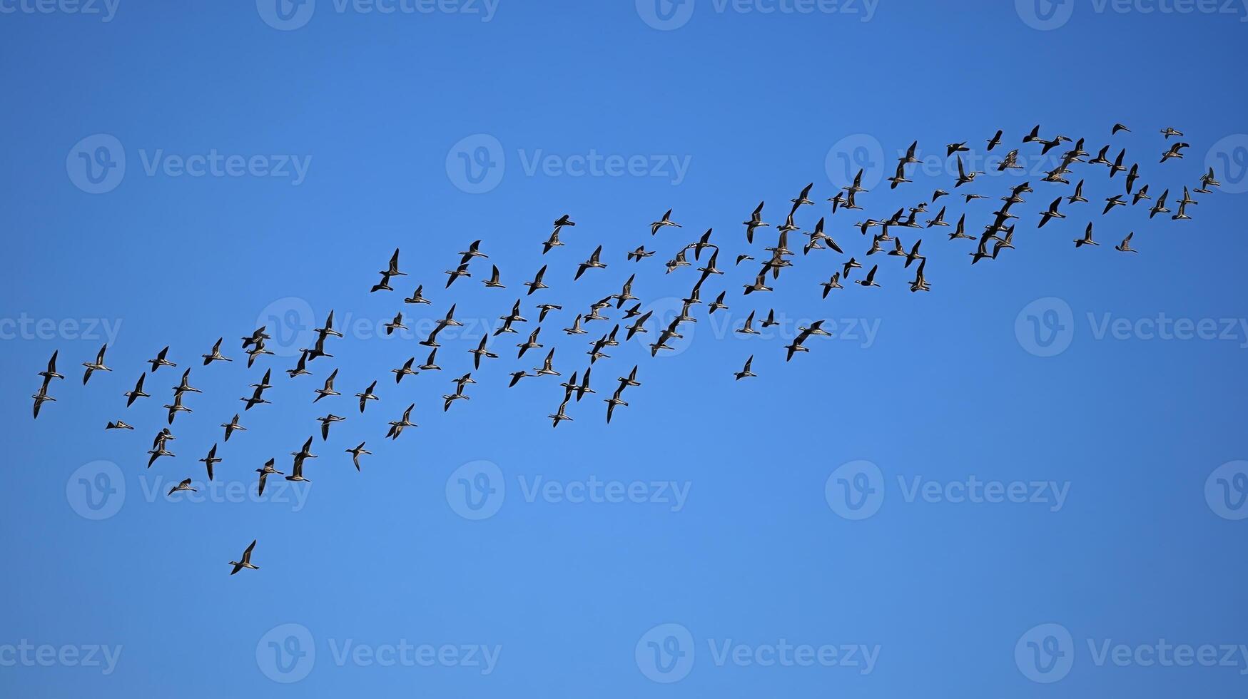 A flock of birds flying in a perfect V formation across a clear blue sky during migration photo